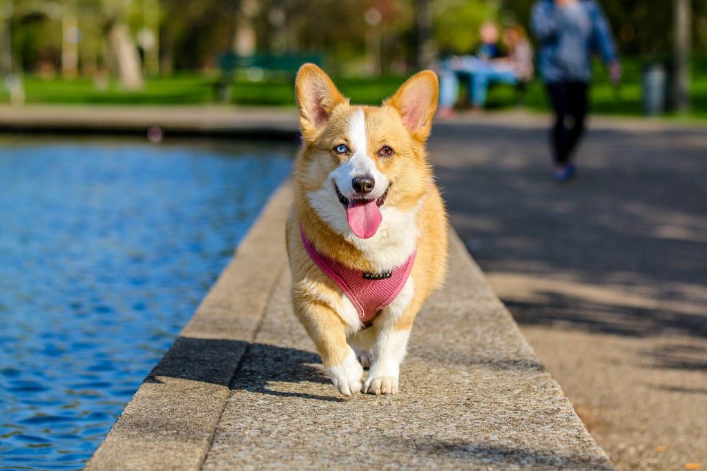 A happy dog running toward the camera