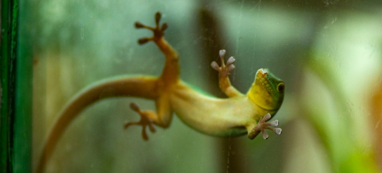 green lizard on clear glass panel