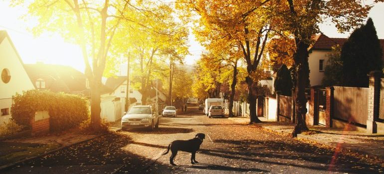 A quiet suburb after moving from Idaho to Texas