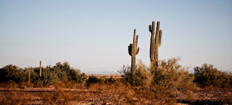 A photograph of dry Texas landscape.