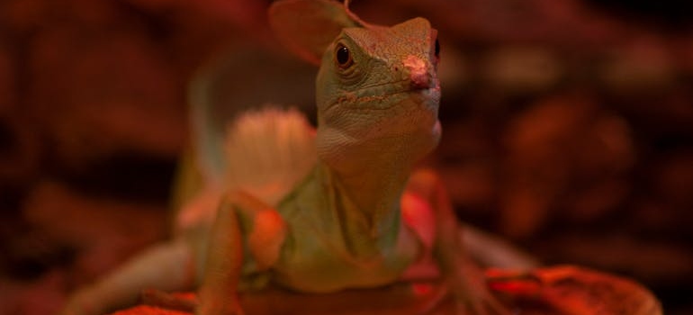 Chinese Water Dragon prepared for moving your pet terrarium