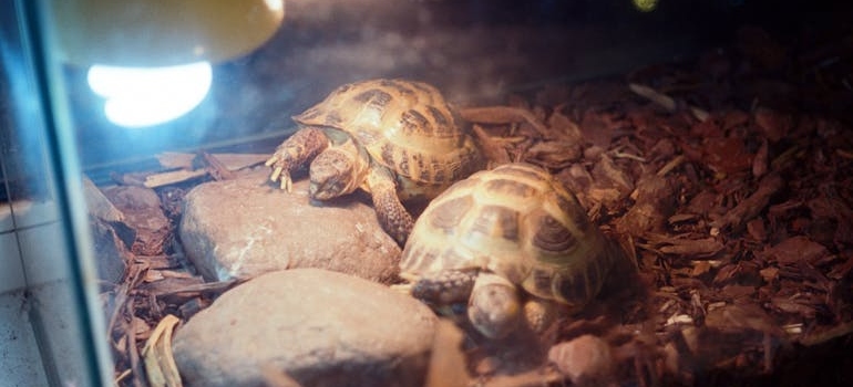 Turtles in Terrarium Warmed up with Light